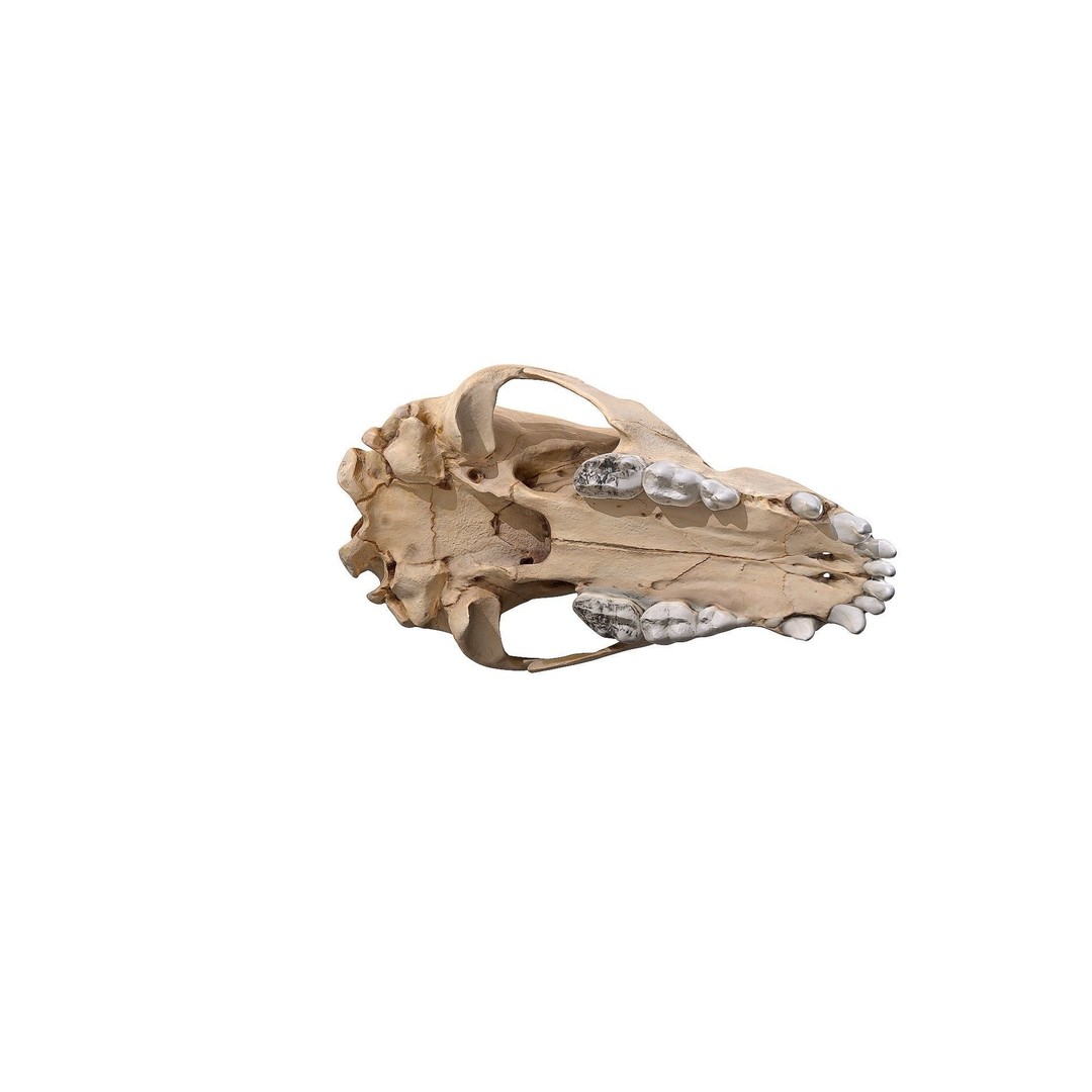 Bear Skull 3D Model – Low Poly Photogrammetry Asset, FBX, PBR - View 25