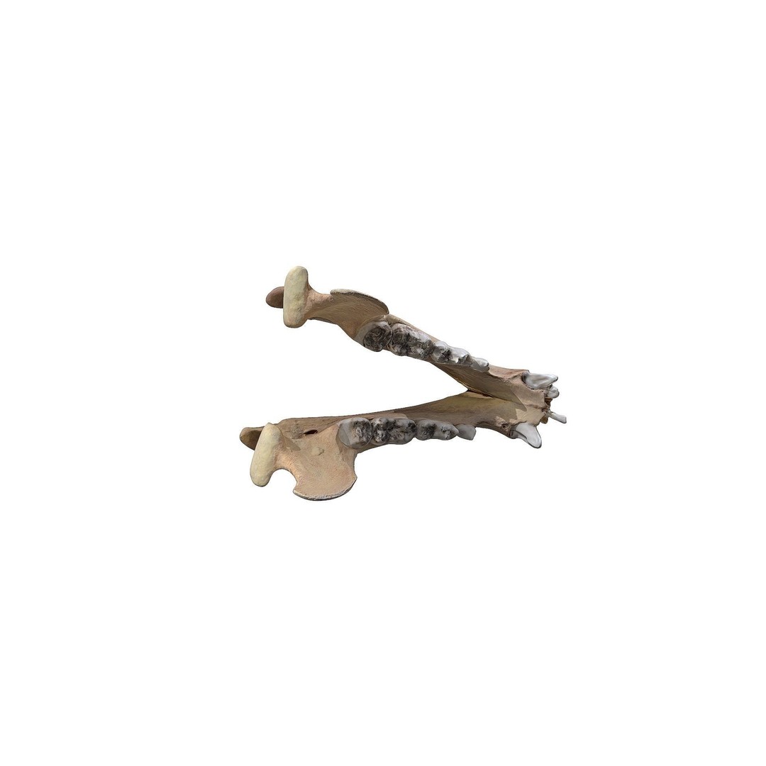 Bear Skull 3D Model – Low Poly Photogrammetry Asset, FBX, PBR - View 27