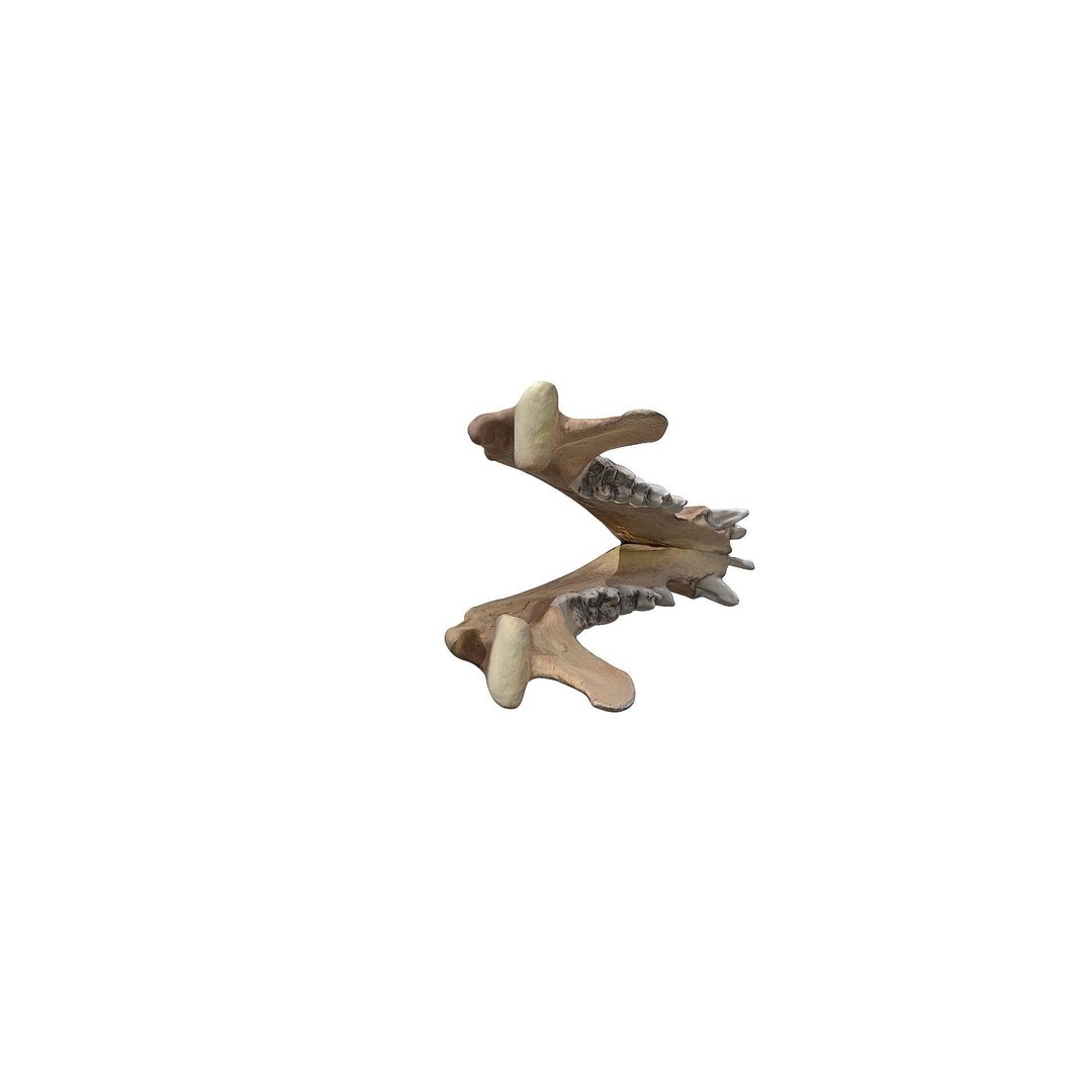 Bear Skull 3D Model – Low Poly Photogrammetry Asset, FBX, PBR - View 28