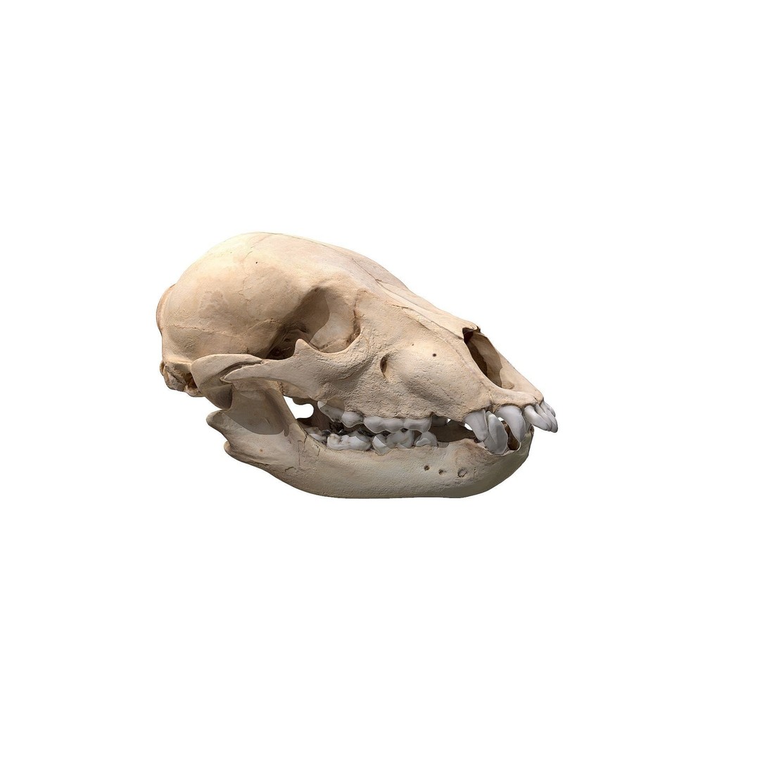 Bear Skull 3D Model – Low Poly Photogrammetry Asset, FBX, PBR - View 3