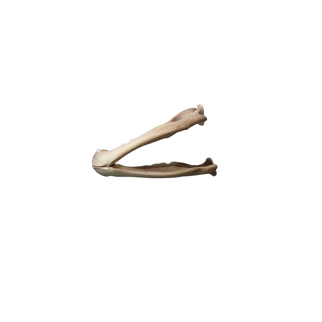 Bear Skull 3D Model – Low Poly Photogrammetry Asset, FBX, PBR - View 32