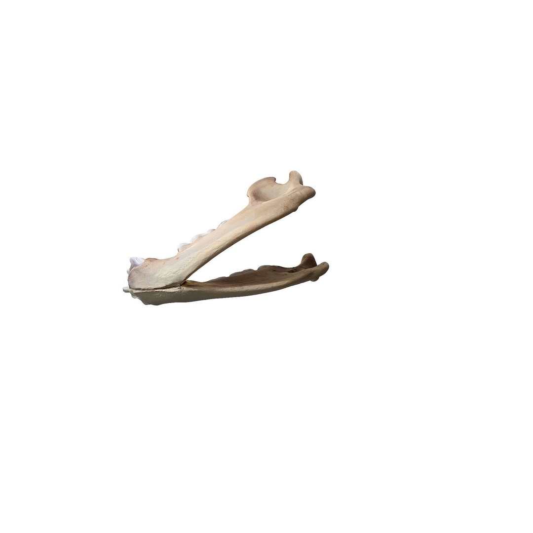 Bear Skull 3D Model – Low Poly Photogrammetry Asset, FBX, PBR - View 33