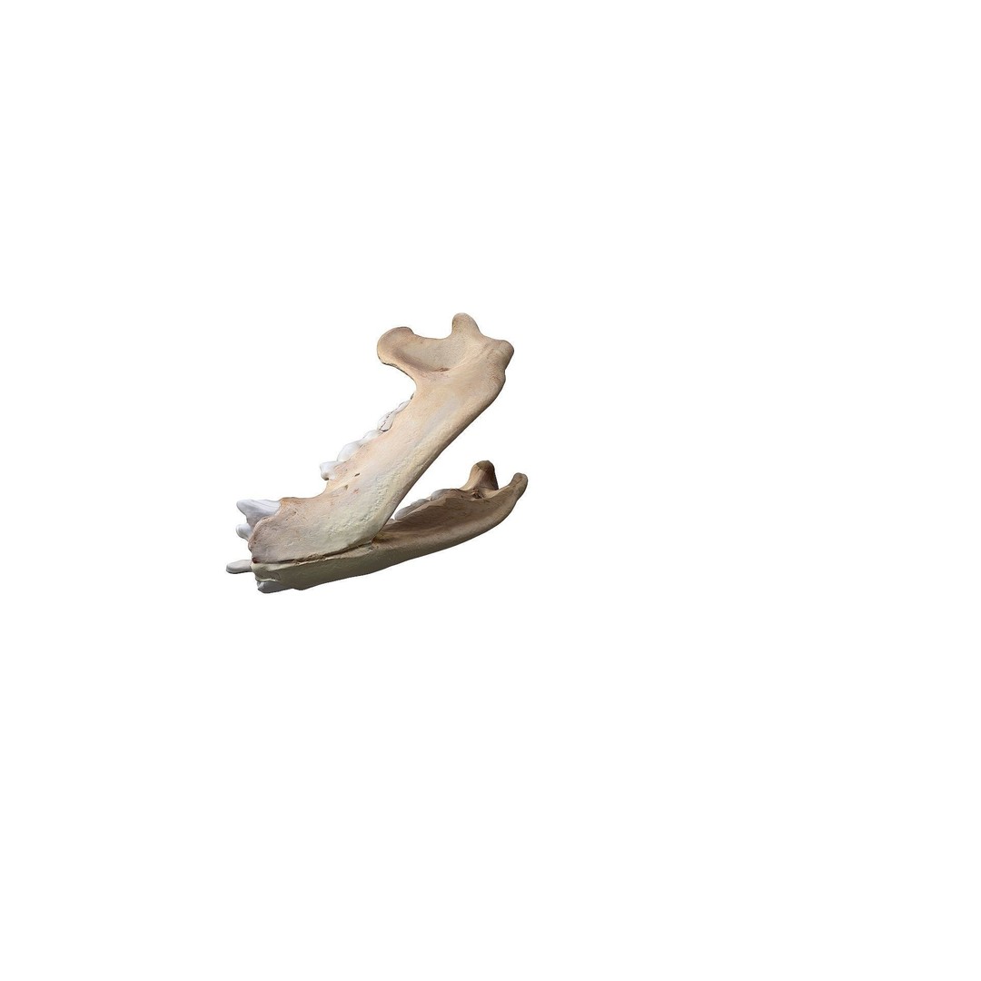 Bear Skull 3D Model – Low Poly Photogrammetry Asset, FBX, PBR - View 34