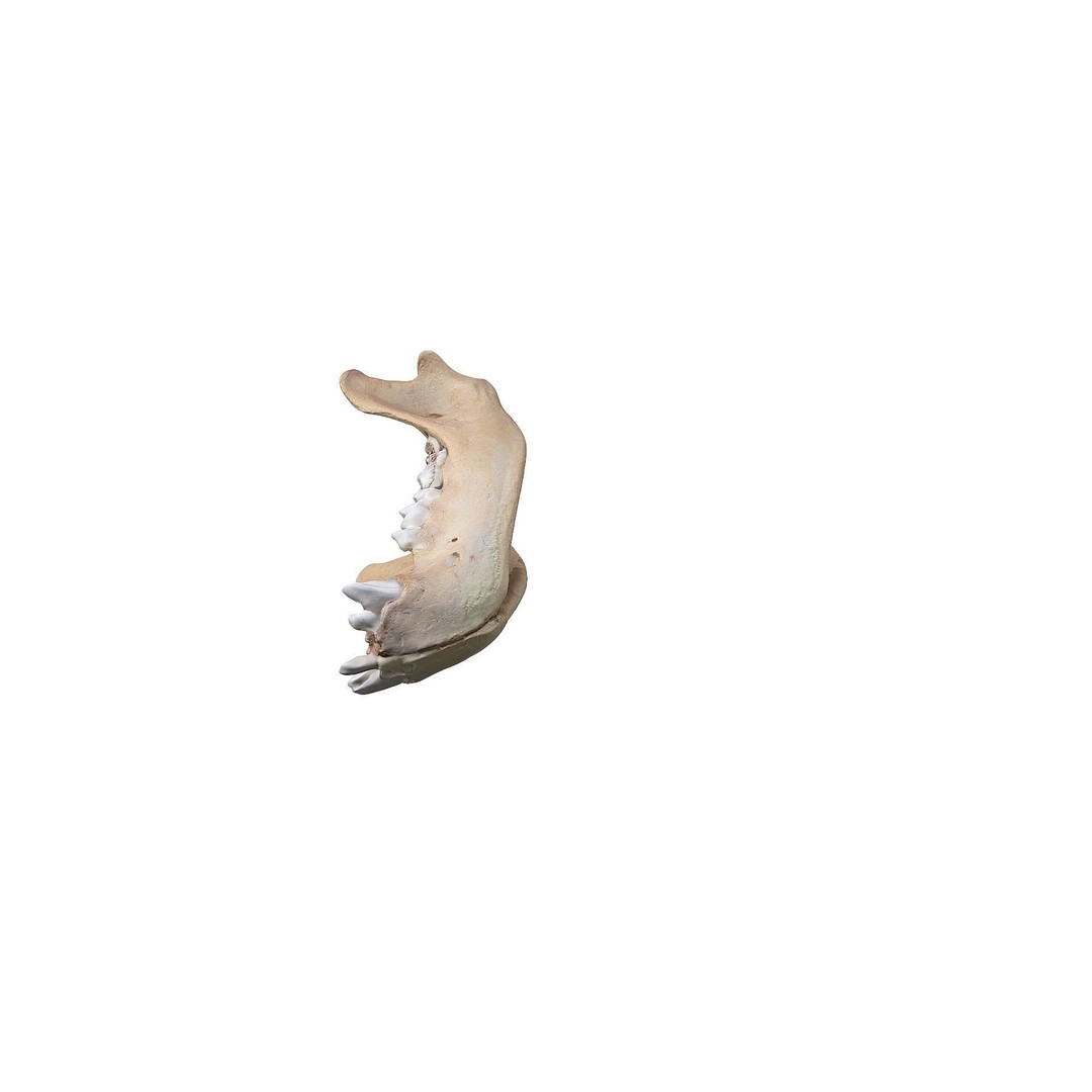 Bear Skull 3D Model – Low Poly Photogrammetry Asset, FBX, PBR - View 35