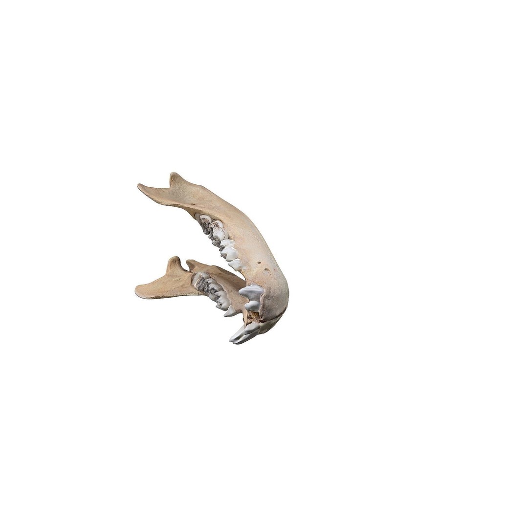 Bear Skull 3D Model – Low Poly Photogrammetry Asset, FBX, PBR - View 36
