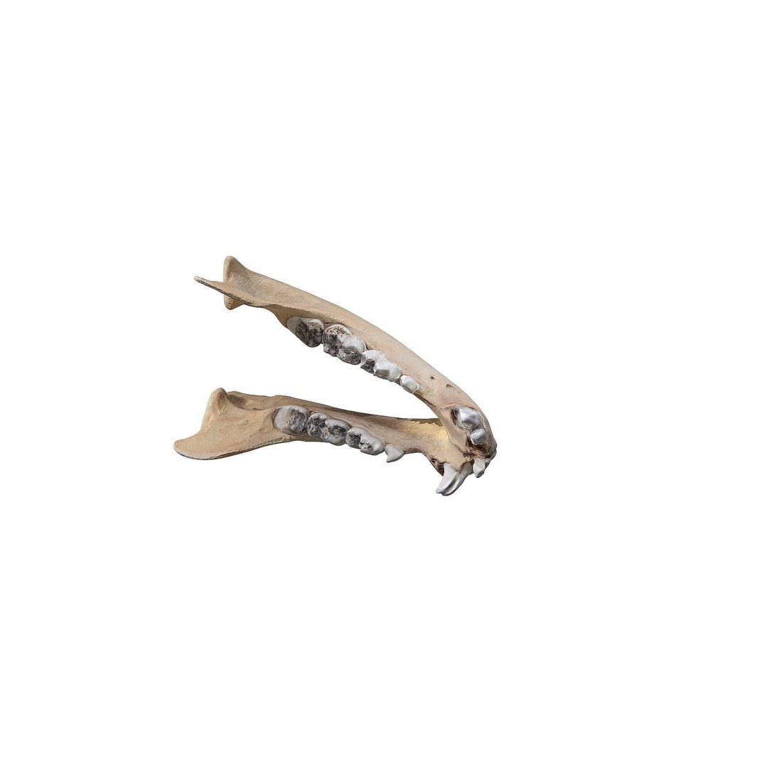 Bear Skull 3D Model – Low Poly Photogrammetry Asset, FBX, PBR - View 37