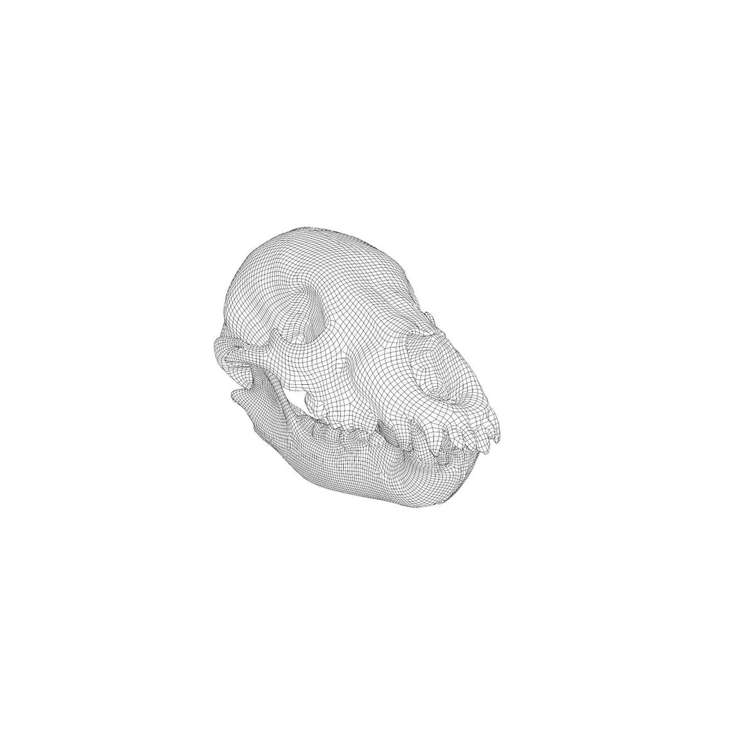 Bear Skull 3D Model – Low Poly Photogrammetry Asset, FBX, PBR - View 38