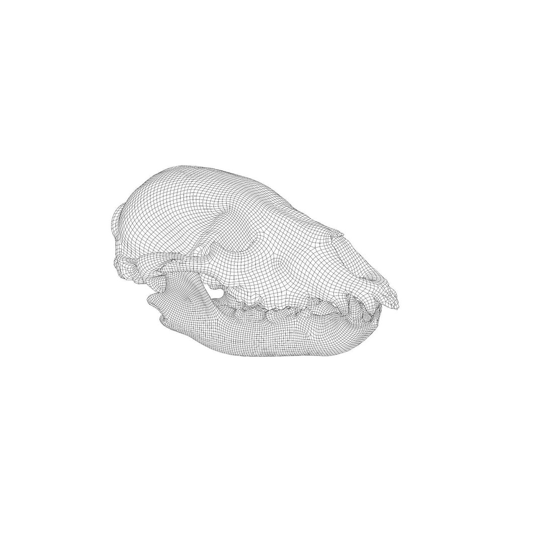Bear Skull 3D Model – Low Poly Photogrammetry Asset, FBX, PBR - View 39