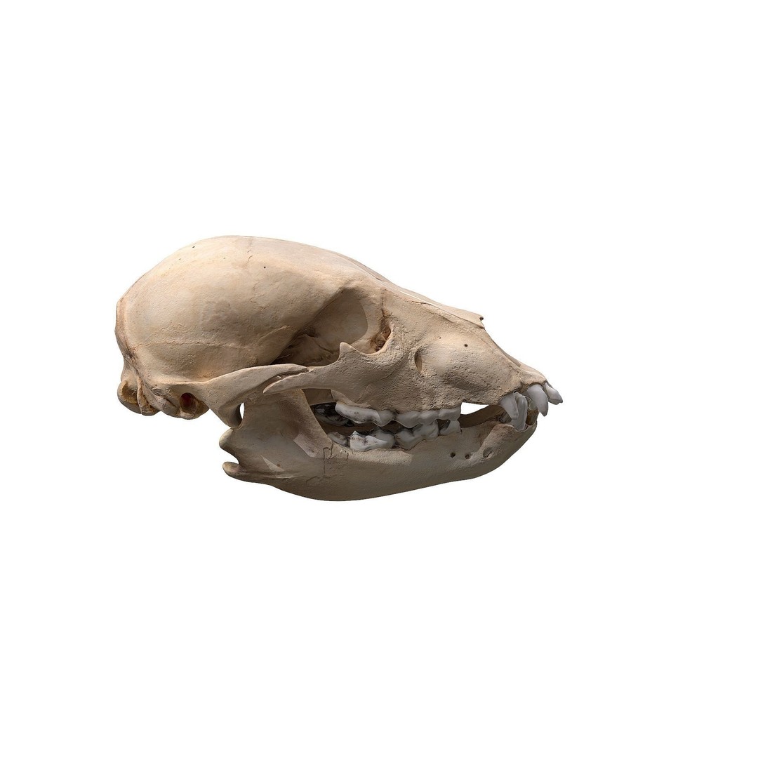 Bear Skull 3D Model – Low Poly Photogrammetry Asset, FBX, PBR - View 4