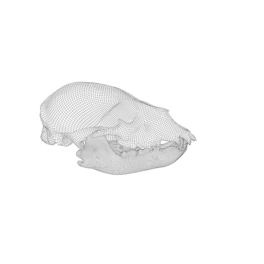 Bear Skull 3D Model – Low Poly Photogrammetry Asset, FBX, PBR - View 40