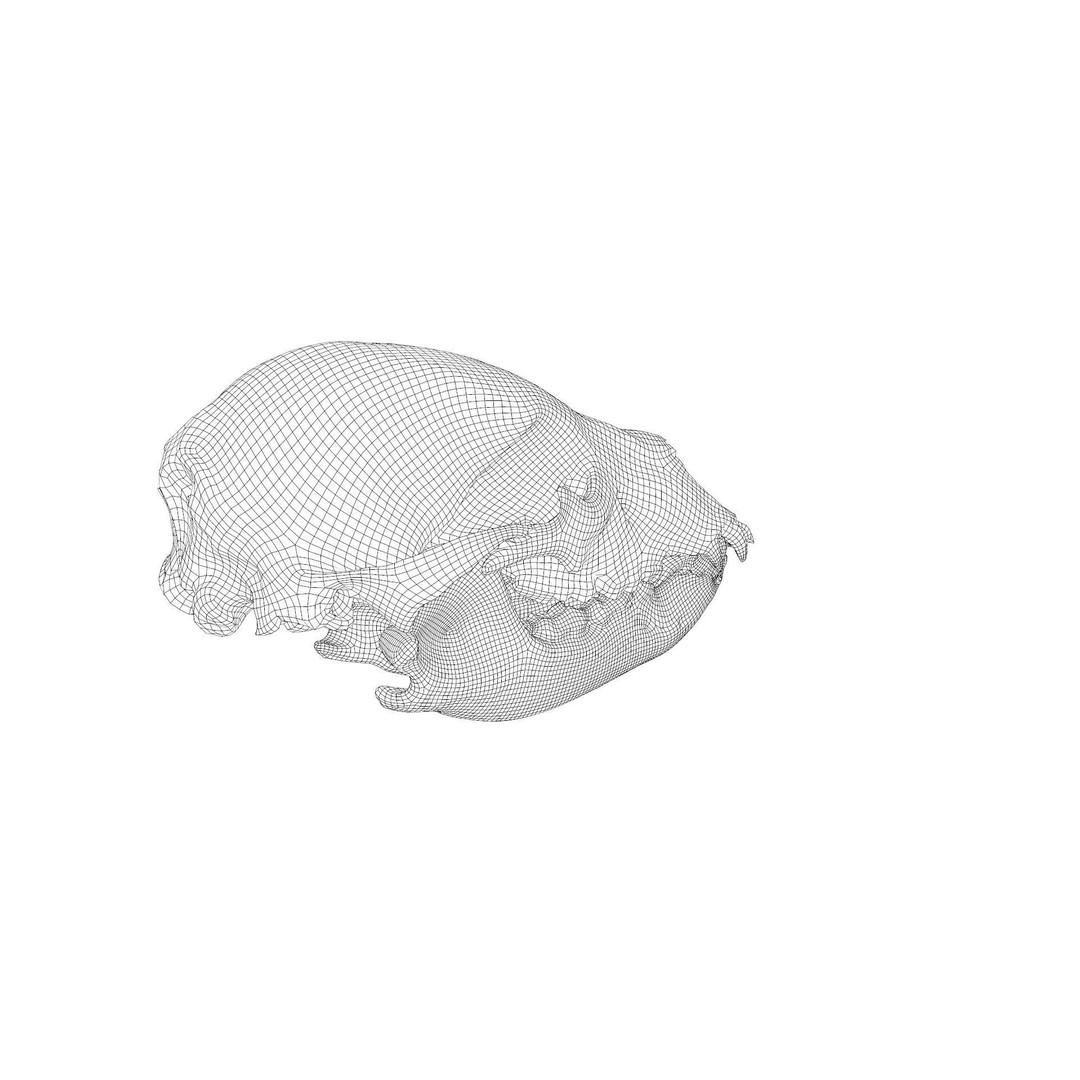 Bear Skull 3D Model – Low Poly Photogrammetry Asset, FBX, PBR - View 41