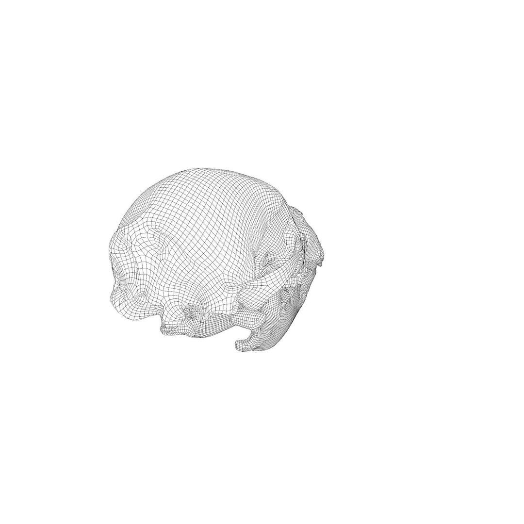 Bear Skull 3D Model – Low Poly Photogrammetry Asset, FBX, PBR - View 42