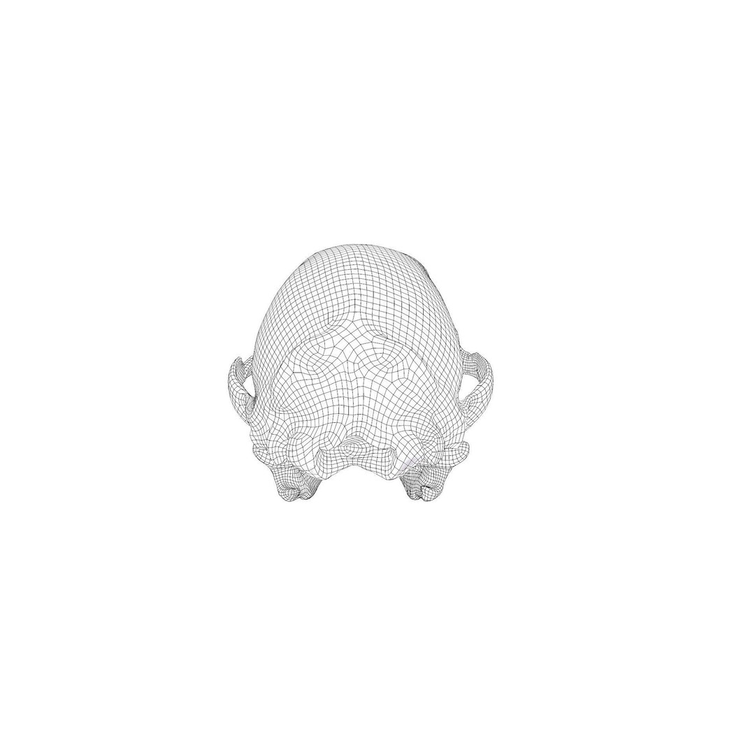 Bear Skull 3D Model – Low Poly Photogrammetry Asset, FBX, PBR - View 43