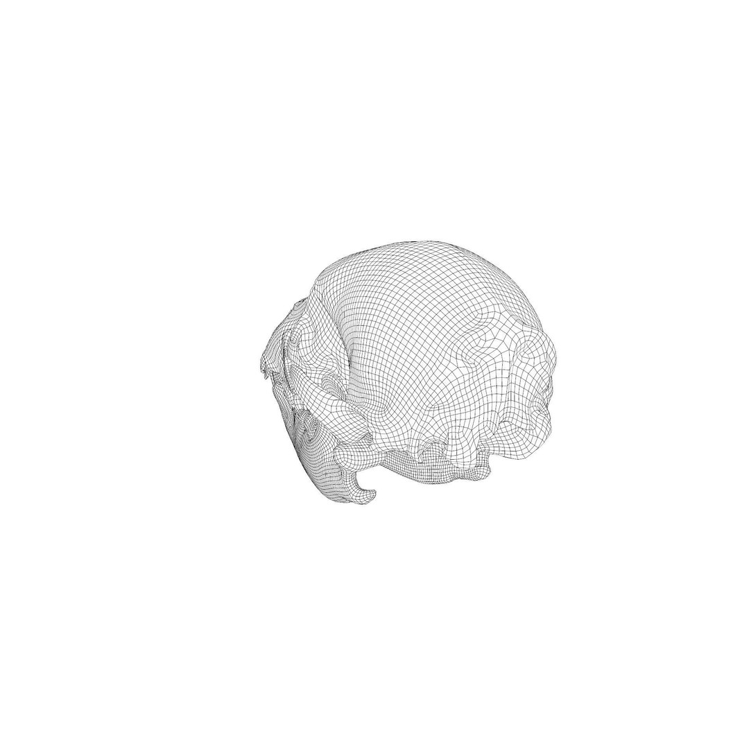 Bear Skull 3D Model – Low Poly Photogrammetry Asset, FBX, PBR - View 44