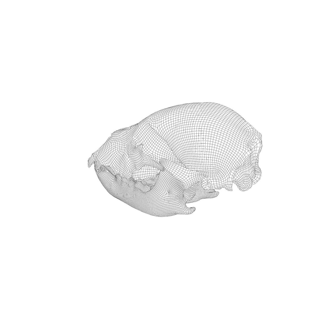 Bear Skull 3D Model – Low Poly Photogrammetry Asset, FBX, PBR - View 45