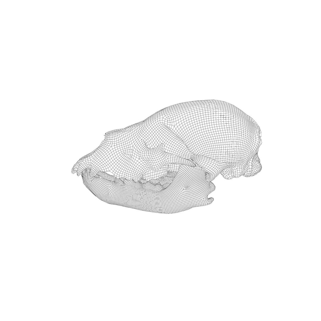 Bear Skull 3D Model – Low Poly Photogrammetry Asset, FBX, PBR - View 46