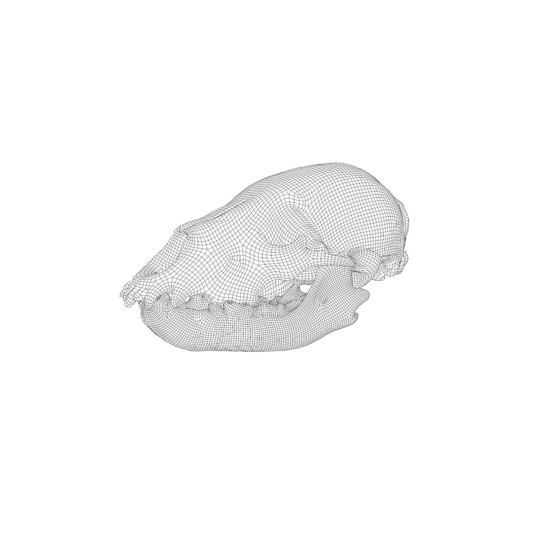 Bear Skull 3D Model – Low Poly Photogrammetry Asset, FBX, PBR - View 47