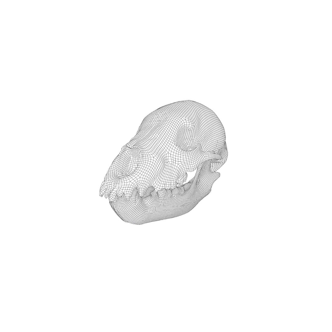 Bear Skull 3D Model – Low Poly Photogrammetry Asset, FBX, PBR - View 48