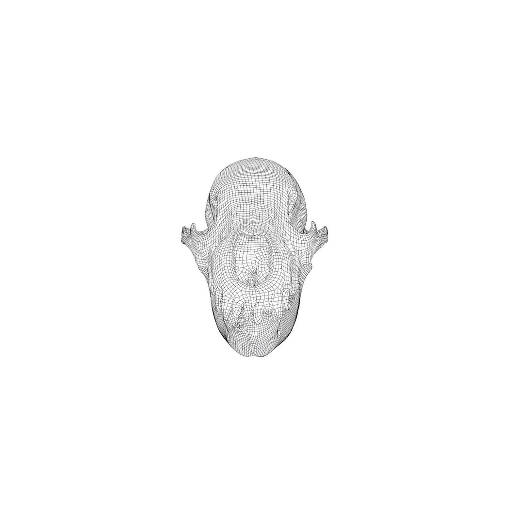 Bear Skull 3D Model – Low Poly Photogrammetry Asset, FBX, PBR - View 49