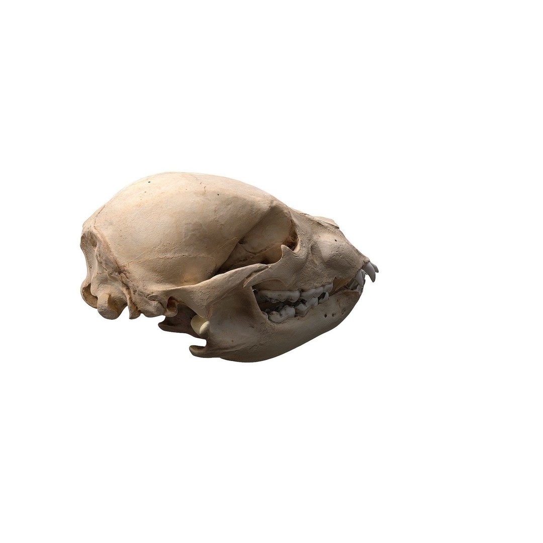 Bear Skull 3D Model – Low Poly Photogrammetry Asset, FBX, PBR - View 5