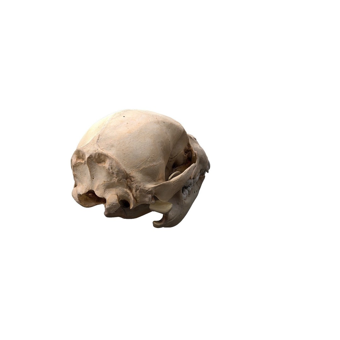 Bear Skull 3D Model – Low Poly Photogrammetry Asset, FBX, PBR - View 6