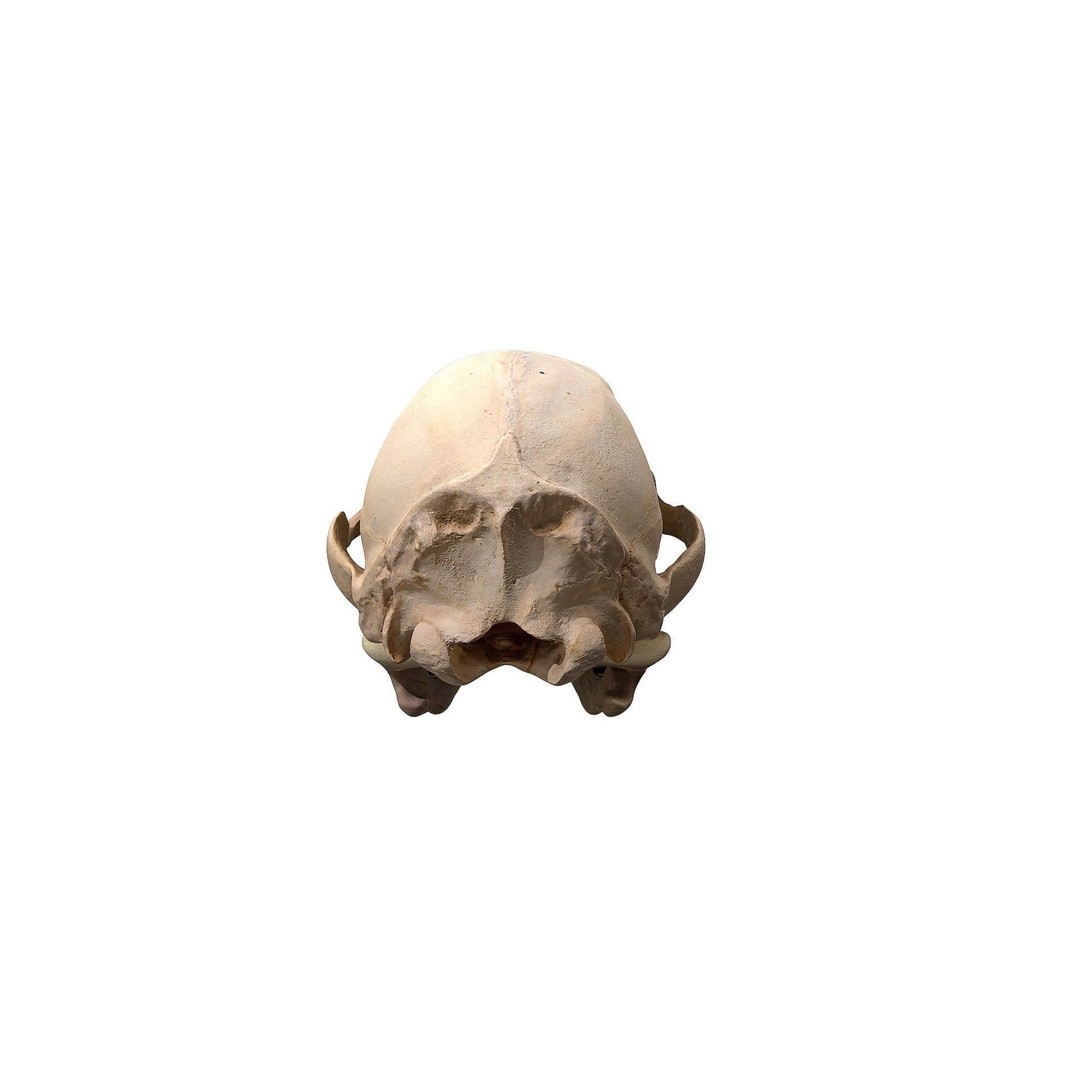 Bear Skull 3D Model – Low Poly Photogrammetry Asset, FBX, PBR - View 7