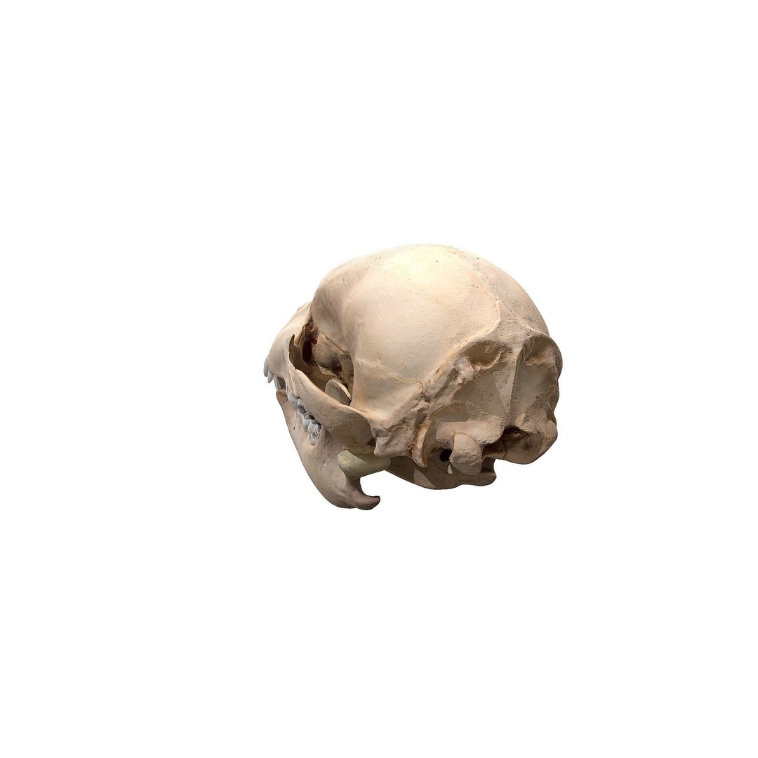 Bear Skull 3D Model – Low Poly Photogrammetry Asset, FBX, PBR - View 8