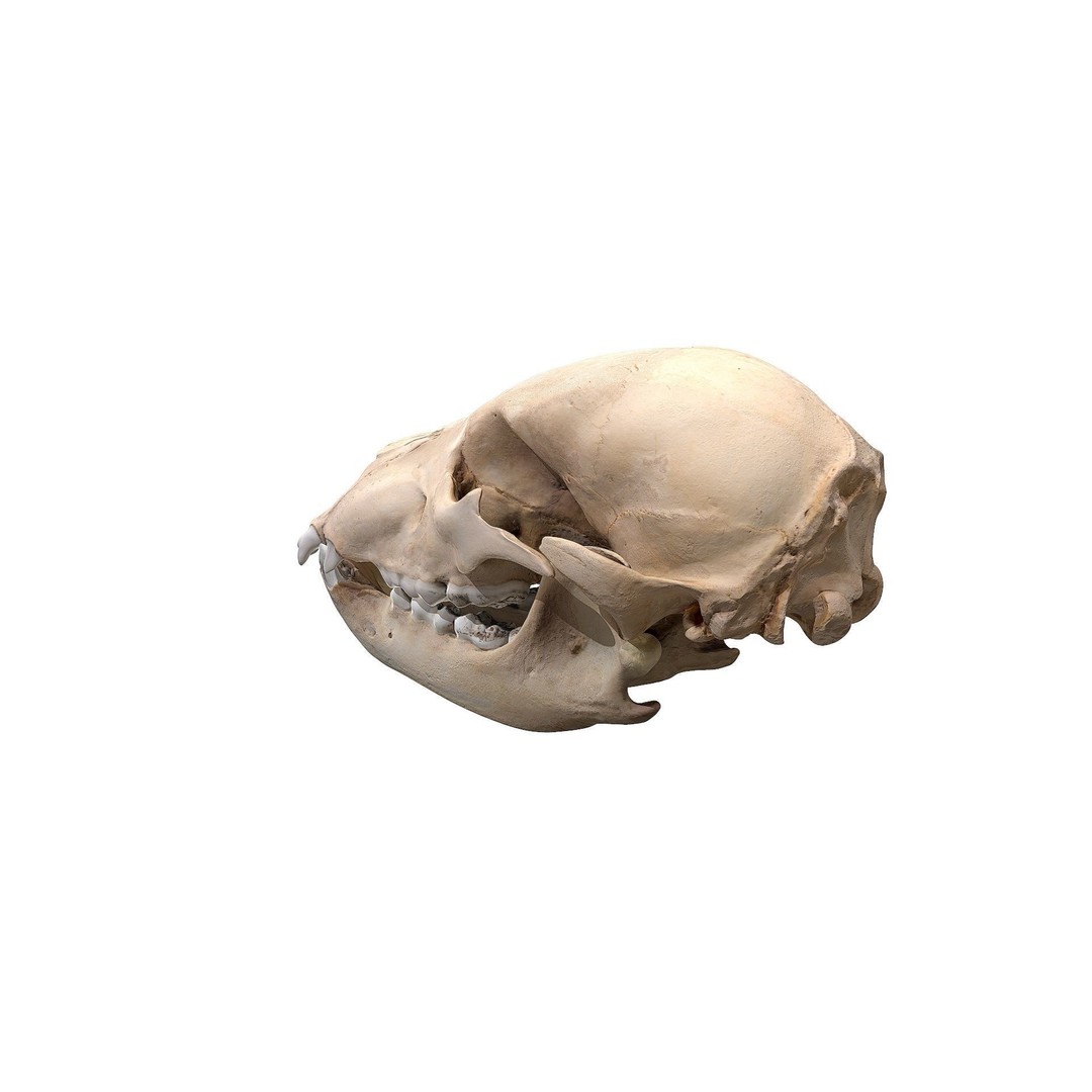 Bear Skull 3D Model – Low Poly Photogrammetry Asset, FBX, PBR - View 9