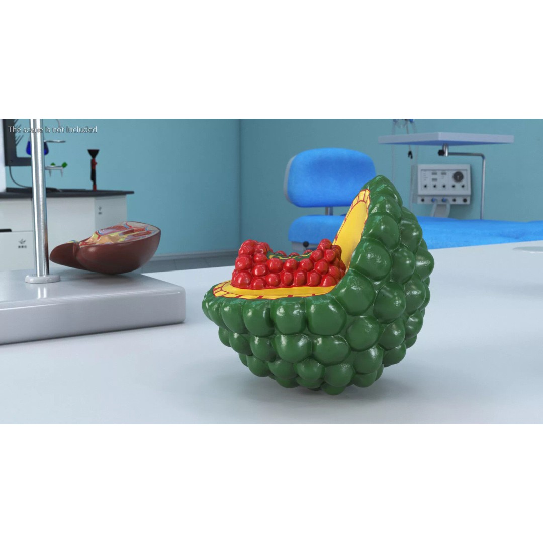 HIV Cutaway Virus 3D Model – Detailed Educational Representation, FBX - View 3