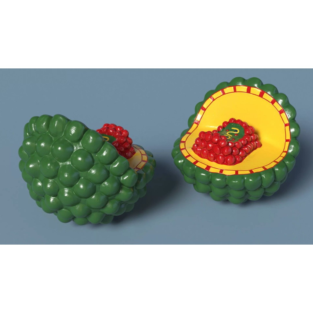 HIV Cutaway Virus 3D Model – Detailed Educational Representation, FBX - View 4