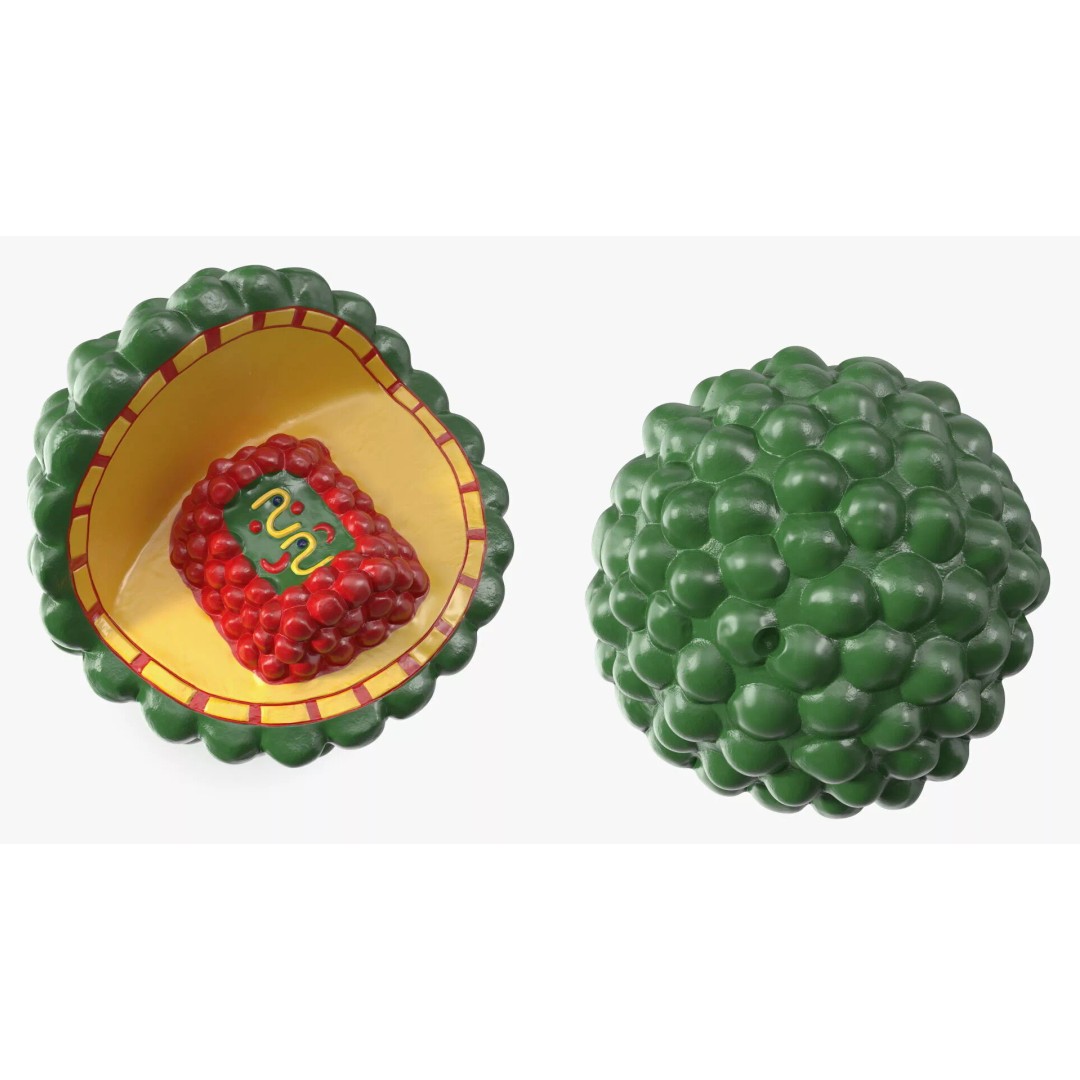 HIV Cutaway Virus 3D Model – Detailed Educational Representation, FBX - View 6