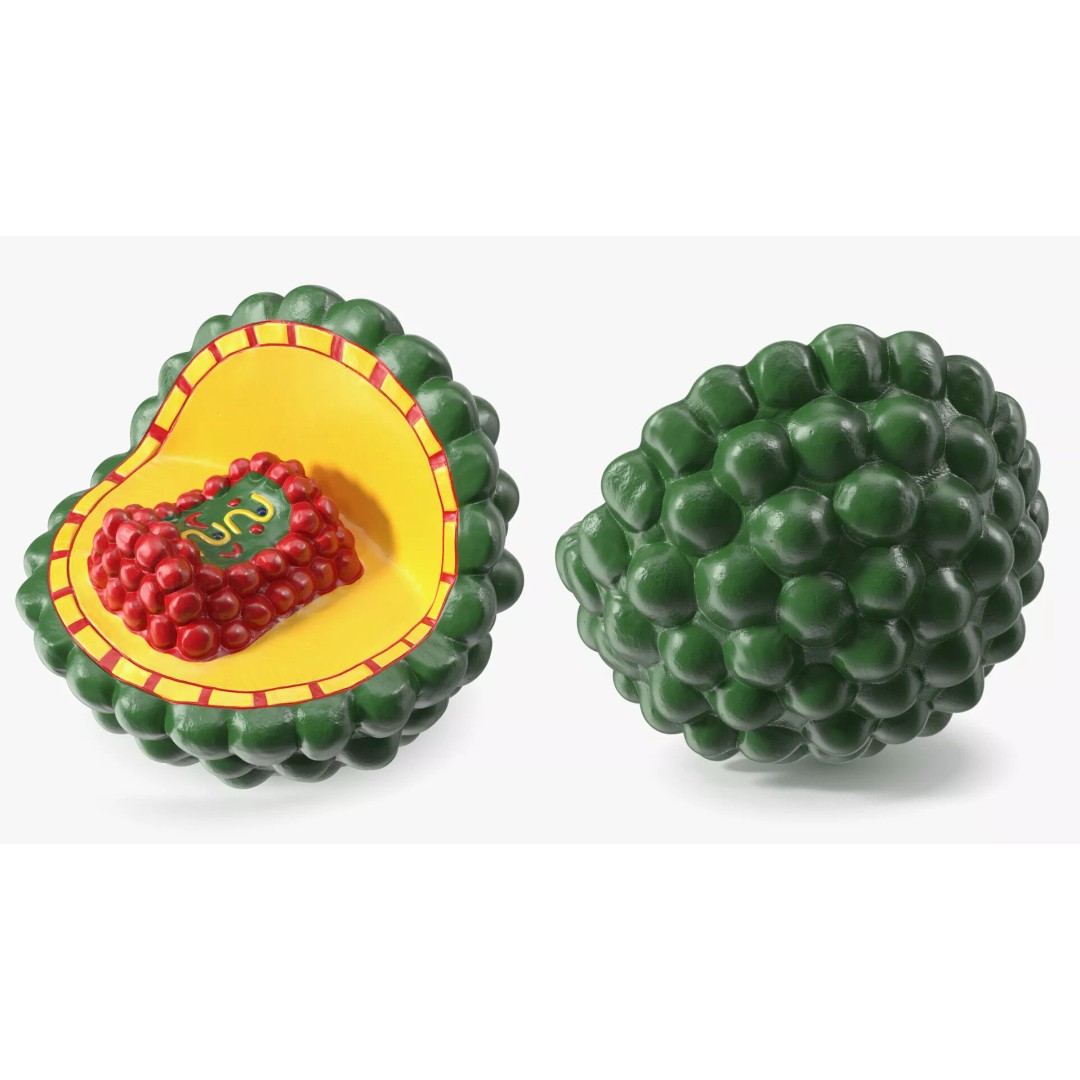 HIV Cutaway Virus 3D Model – Detailed Educational Representation, FBX - View 7