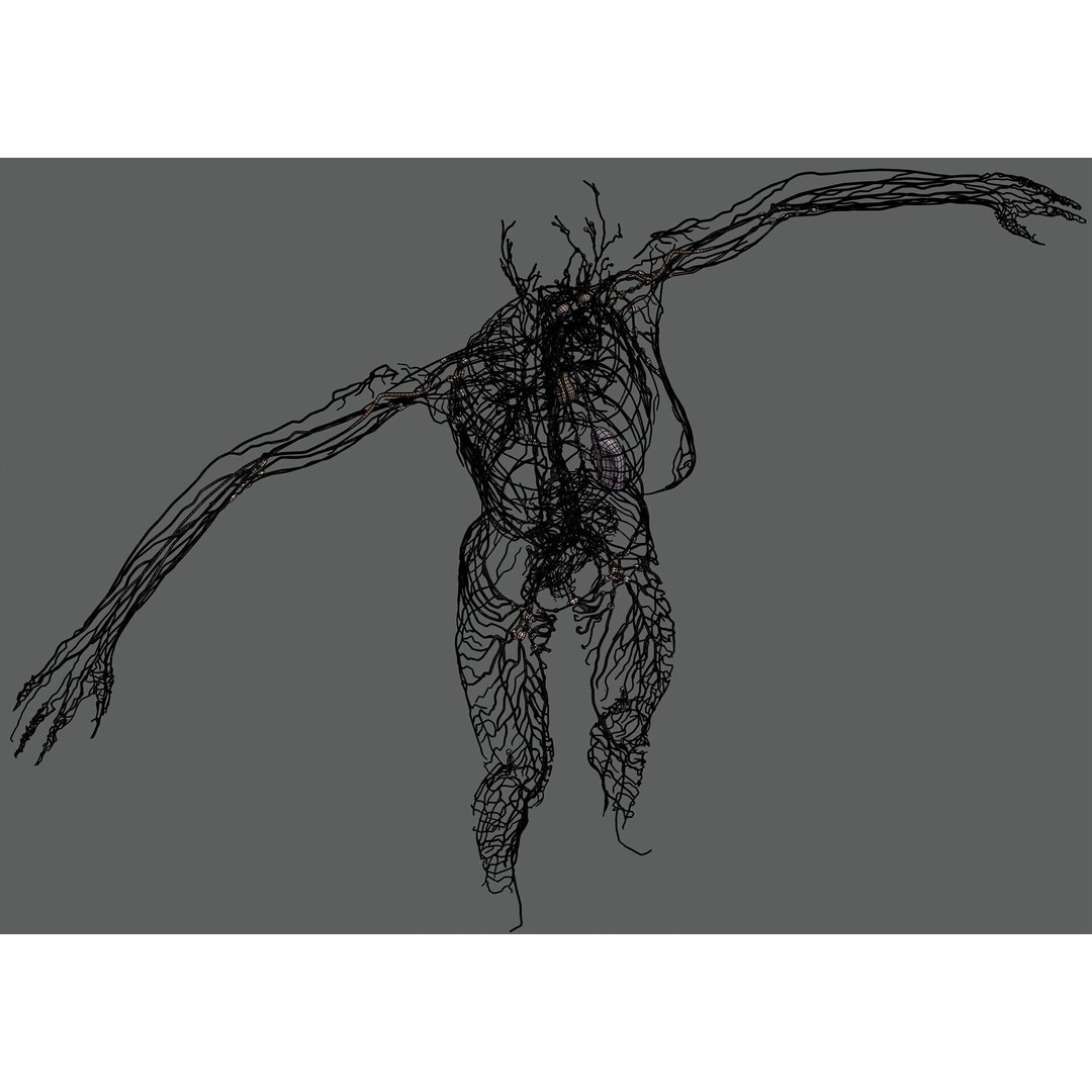 Human Female Lymphatic Anatomy 3D Model – Anatomically Accurate, FBX & OBJ