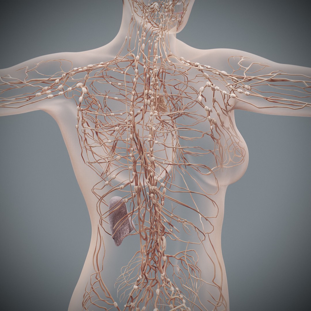 Human Female Lymphatic Anatomy 3D Model – Anatomically Accurate, FBX & OBJ - View 10
