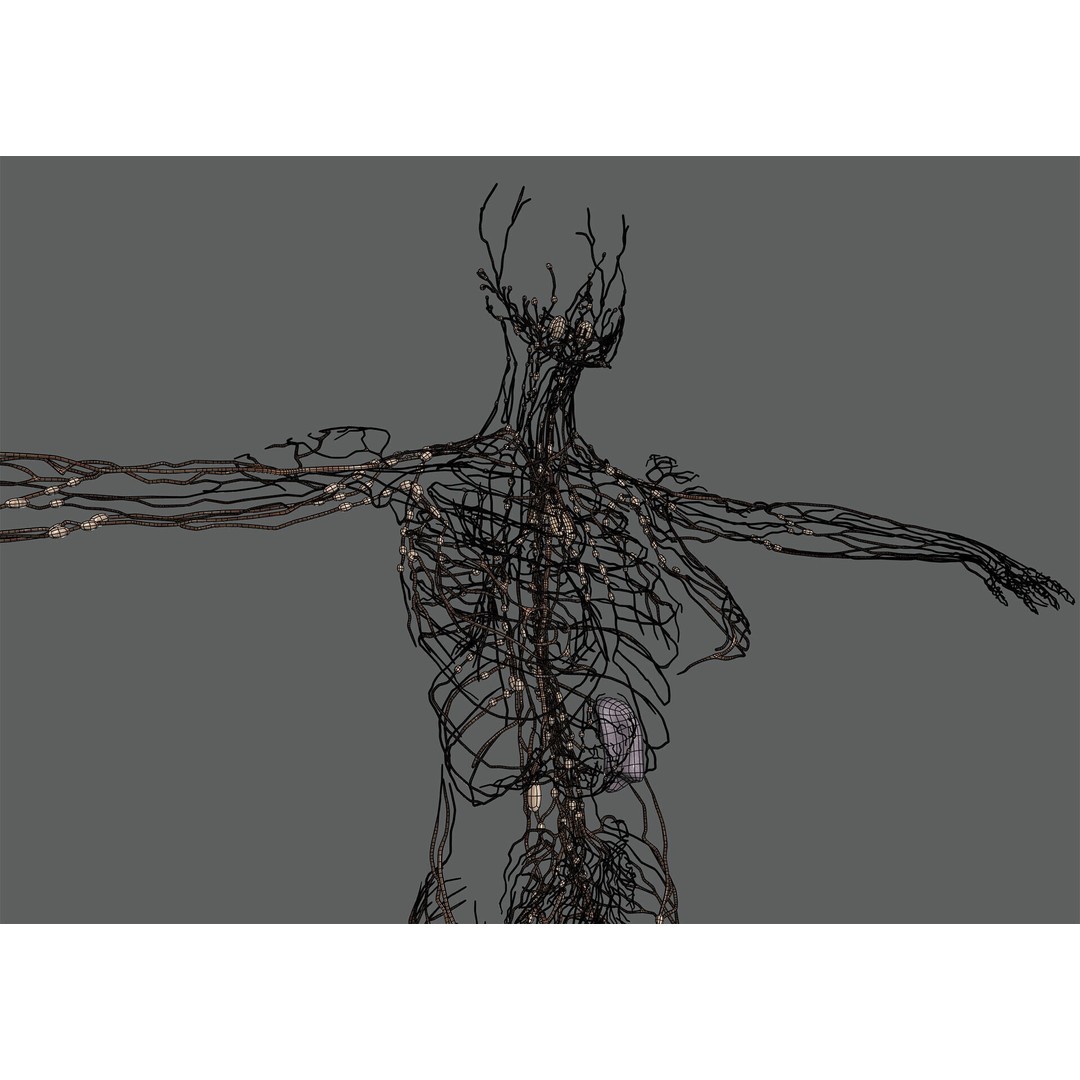 Human Female Lymphatic Anatomy 3D Model – Anatomically Accurate, FBX & OBJ - View 11