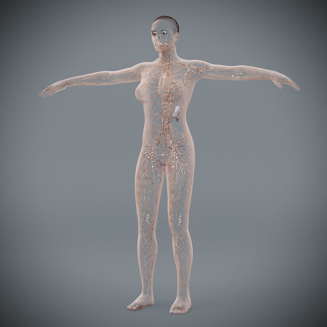 Human Female Lymphatic Anatomy 3D Model – Anatomically Accurate, FBX & OBJ - View 12