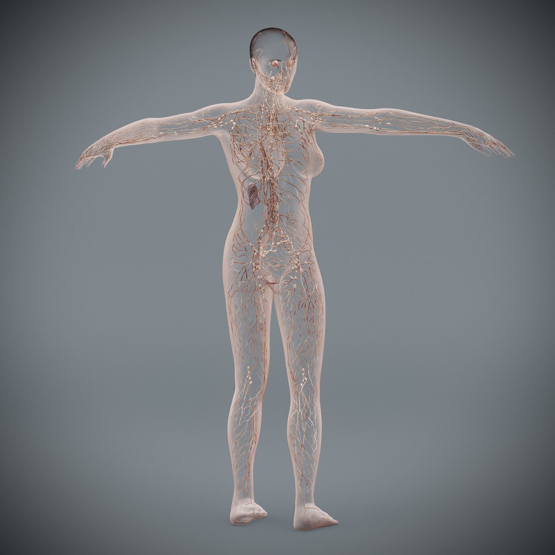 Human Female Lymphatic Anatomy 3D Model – Anatomically Accurate, FBX & OBJ - View 13