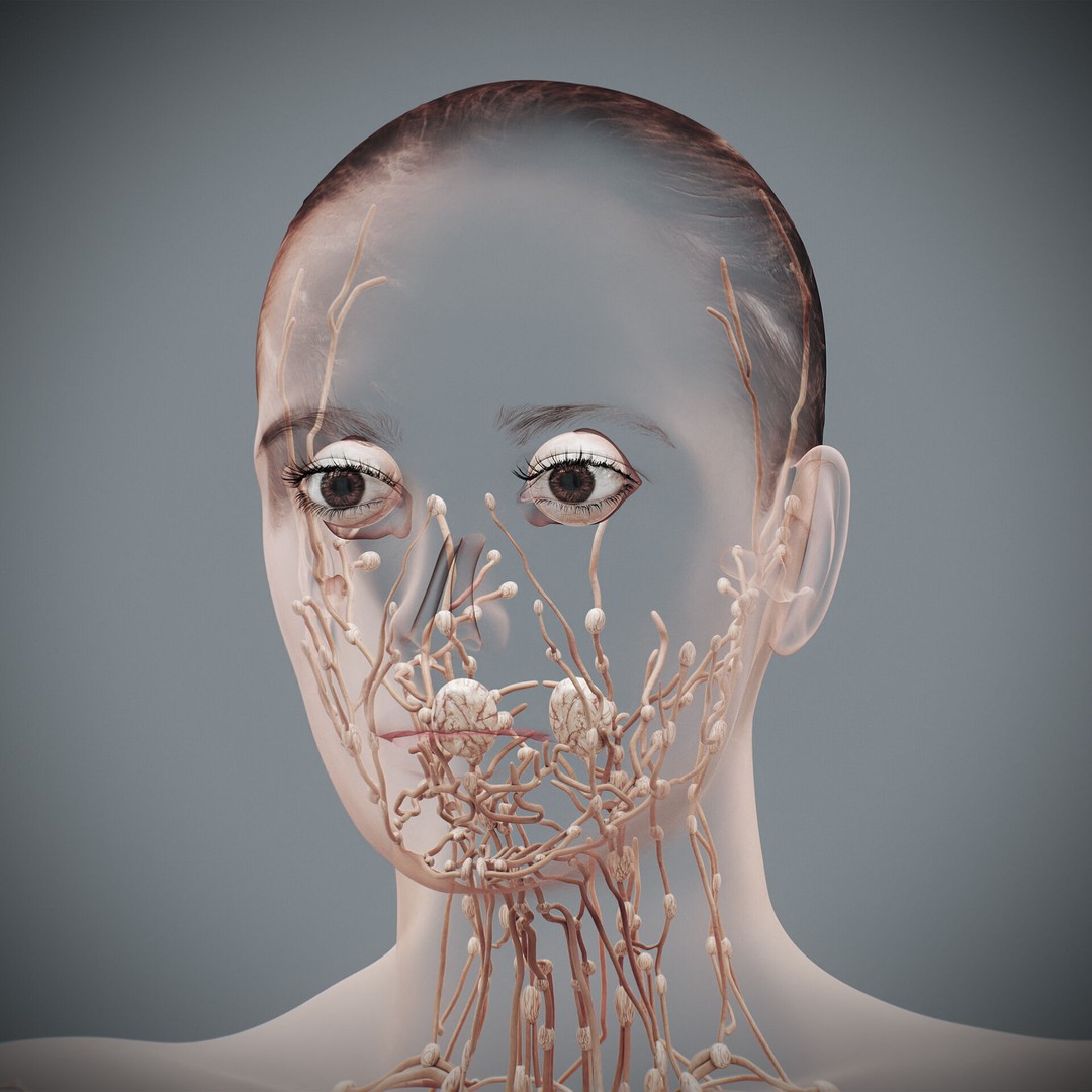 Human Female Lymphatic Anatomy 3D Model – Anatomically Accurate, FBX & OBJ - View 14