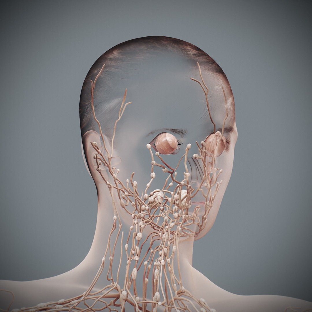 Human Female Lymphatic Anatomy 3D Model – Anatomically Accurate, FBX & OBJ - View 15