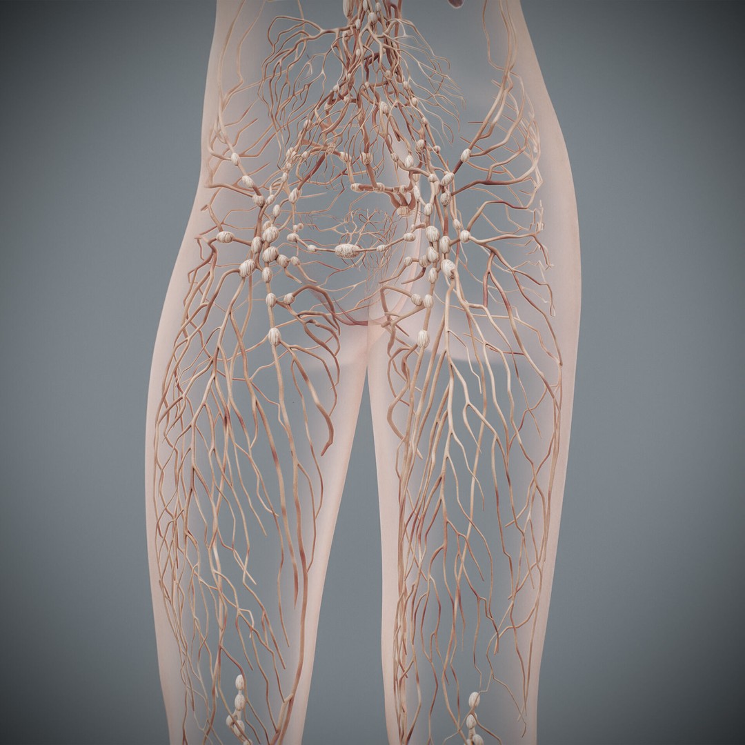 Human Female Lymphatic Anatomy 3D Model – Anatomically Accurate, FBX & OBJ - View 16