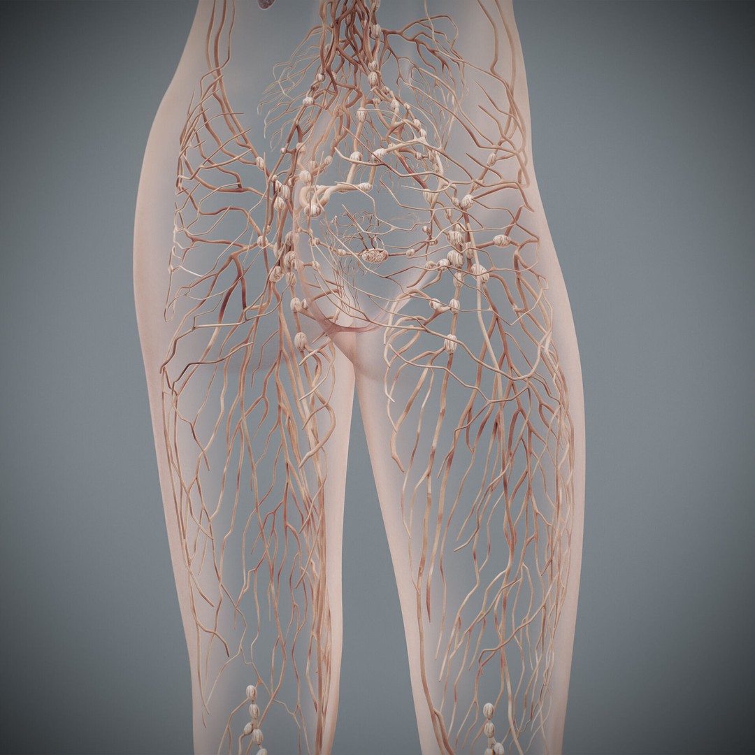Human Female Lymphatic Anatomy 3D Model – Anatomically Accurate, FBX & OBJ - View 17