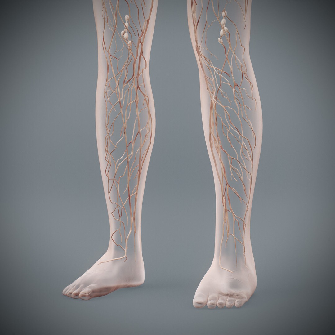 Human Female Lymphatic Anatomy 3D Model – Anatomically Accurate, FBX & OBJ - View 18