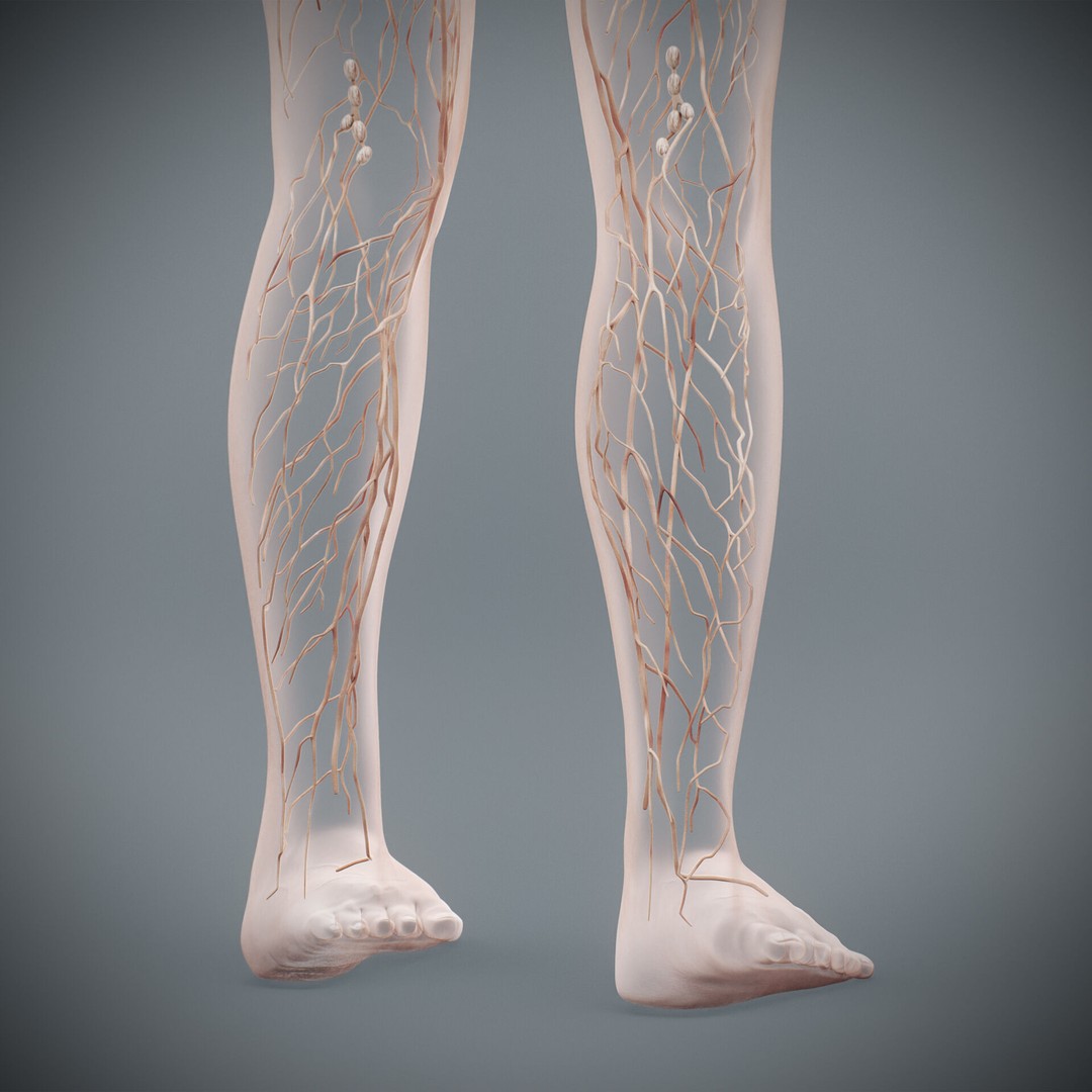 Human Female Lymphatic Anatomy 3D Model – Anatomically Accurate, FBX & OBJ - View 19