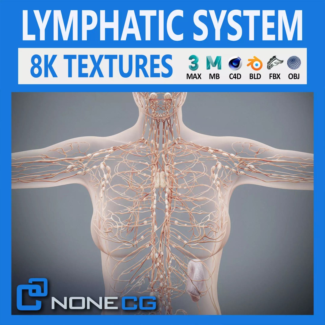 Human Female Lymphatic Anatomy 3D Model – Anatomically Accurate, FBX & OBJ - View 2
