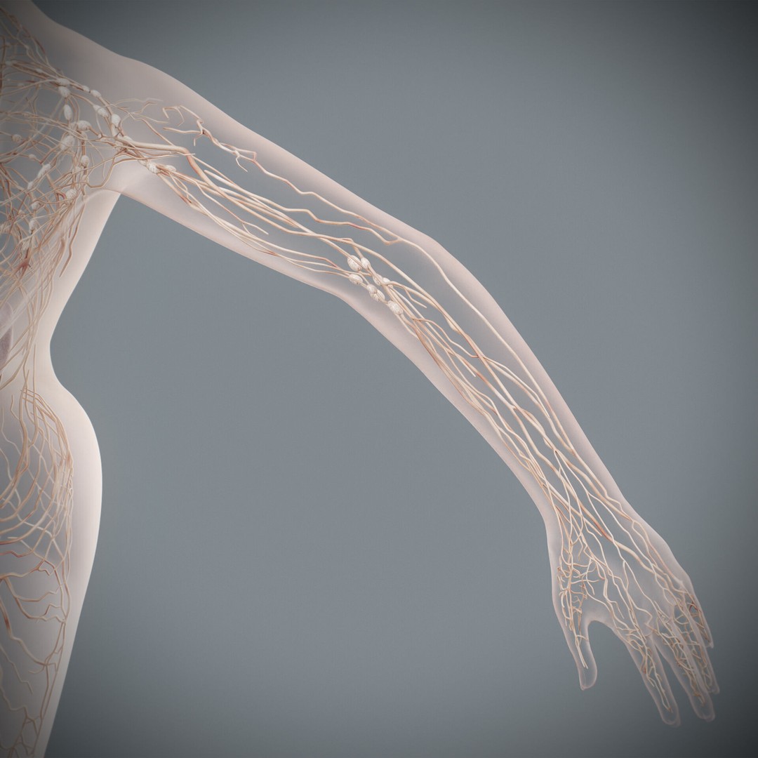 Human Female Lymphatic Anatomy 3D Model – Anatomically Accurate, FBX & OBJ - View 20