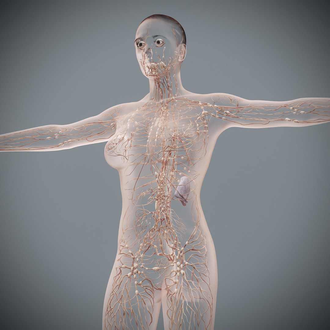 Human Female Lymphatic Anatomy 3D Model – Anatomically Accurate, FBX & OBJ - View 3