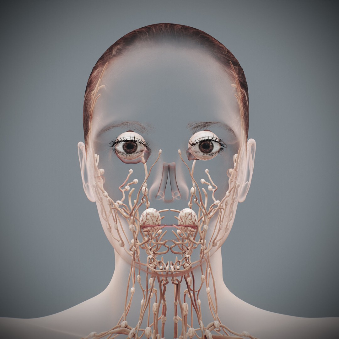 Human Female Lymphatic Anatomy 3D Model – Anatomically Accurate, FBX & OBJ - View 4