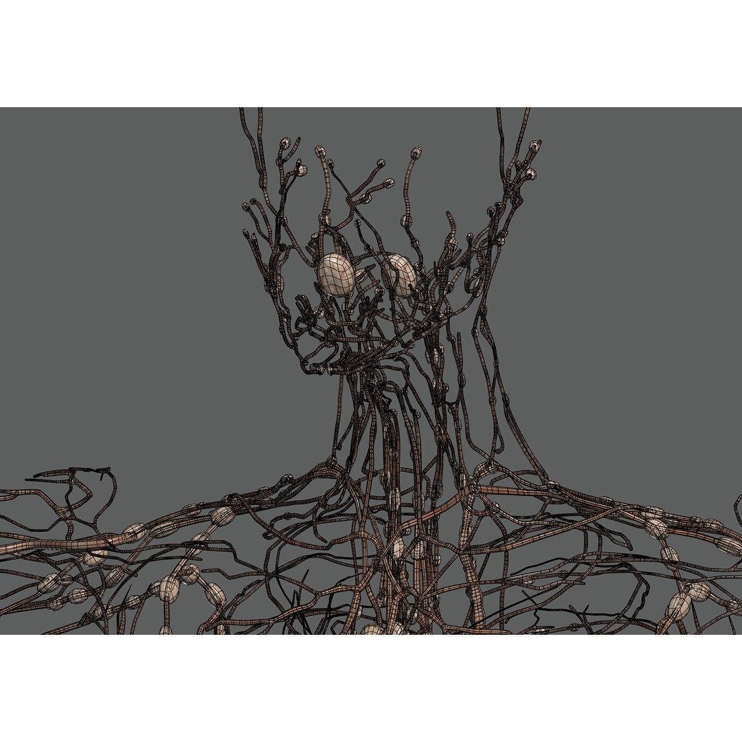 Human Female Lymphatic Anatomy 3D Model – Anatomically Accurate, FBX & OBJ - View 5