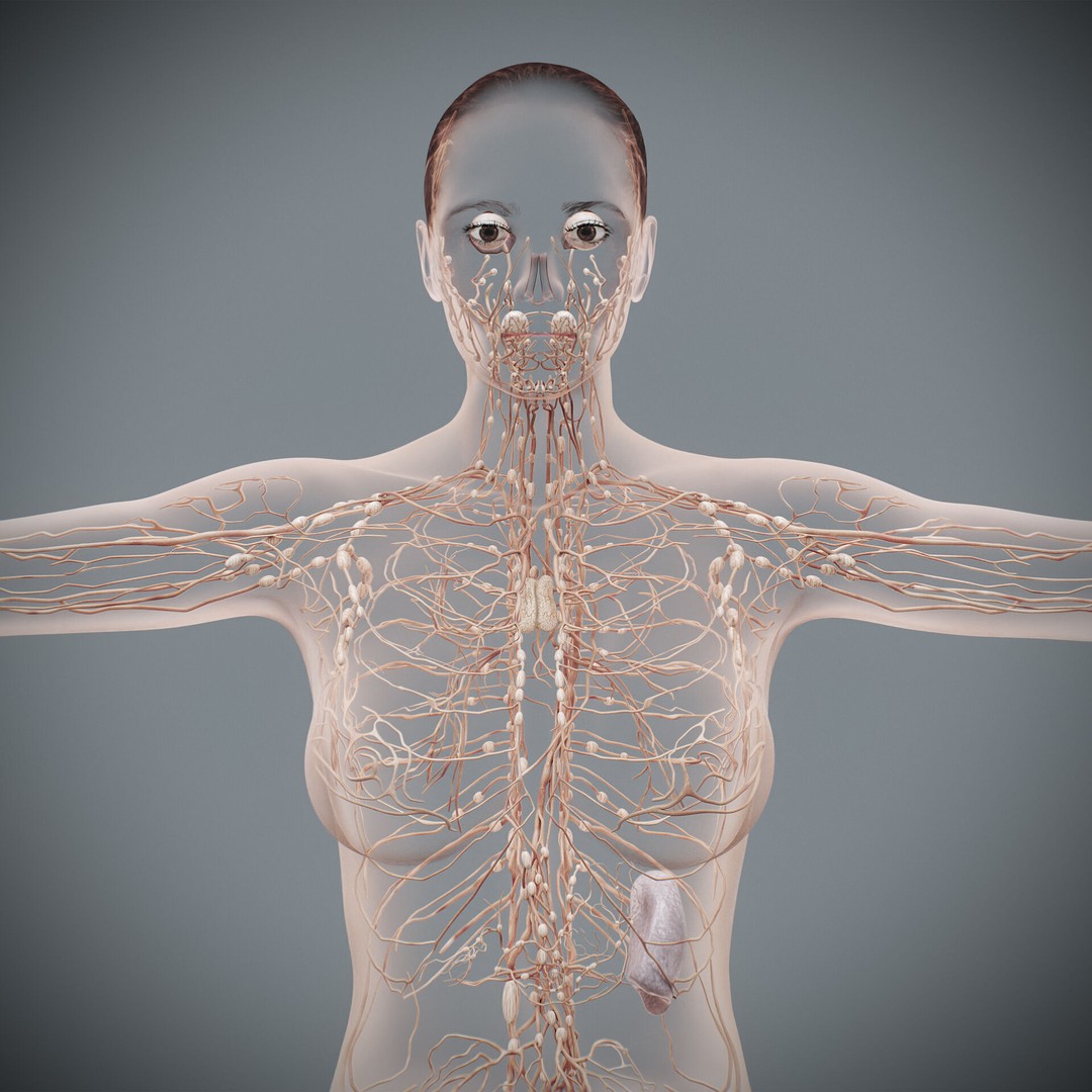 Human Female Lymphatic Anatomy 3D Model – Anatomically Accurate, FBX & OBJ - View 6