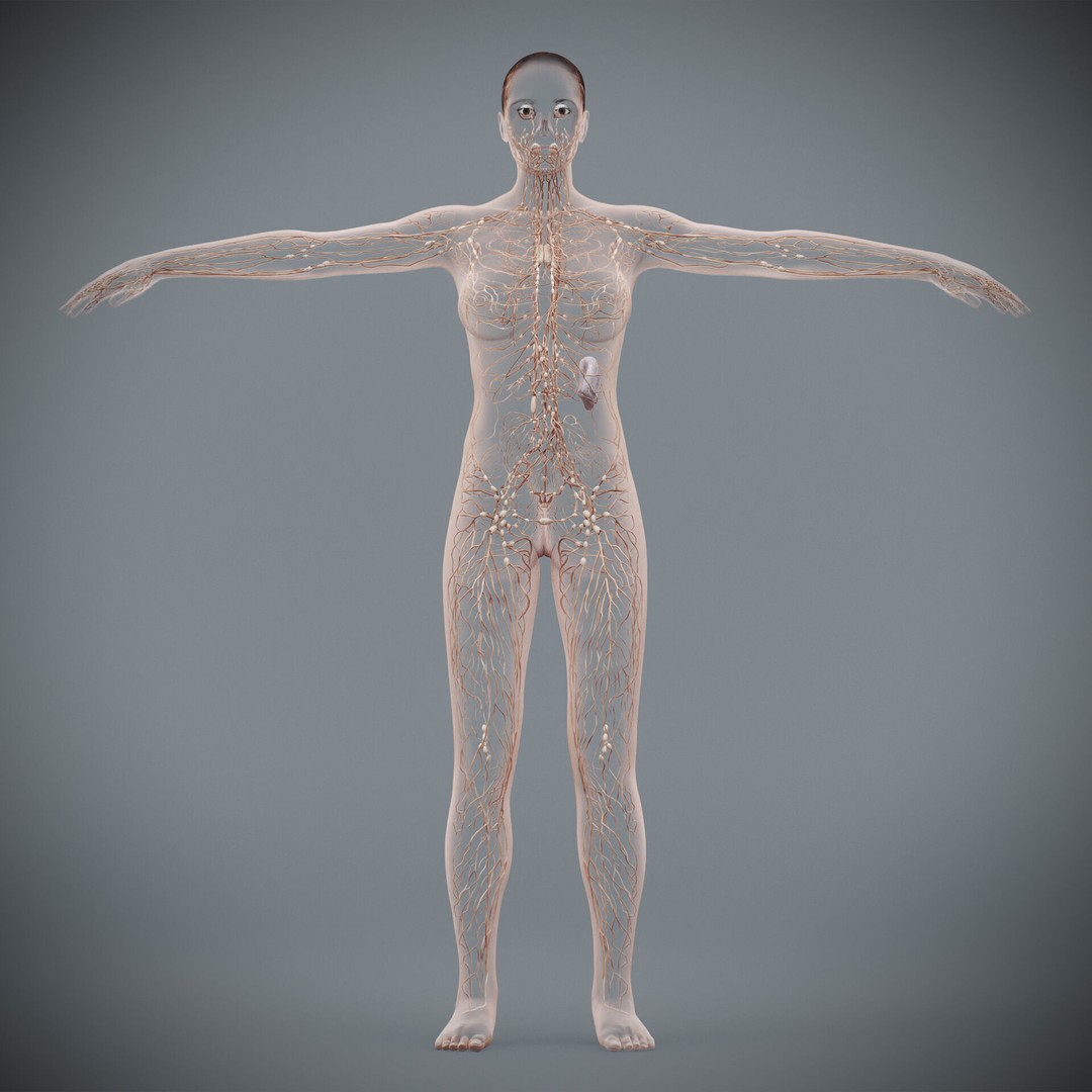 Human Female Lymphatic Anatomy 3D Model – Anatomically Accurate, FBX & OBJ - View 7
